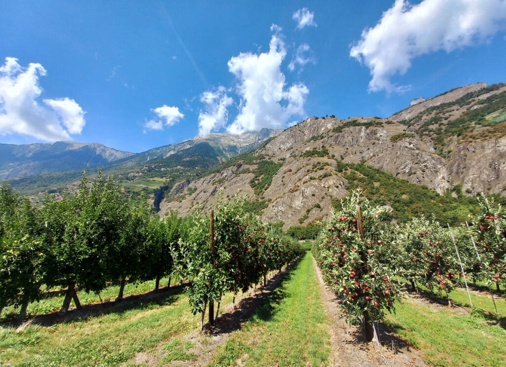 apple orchards in the Rhône Valley in Valais, Switzerland, with rocky alpine slopes above the valley road