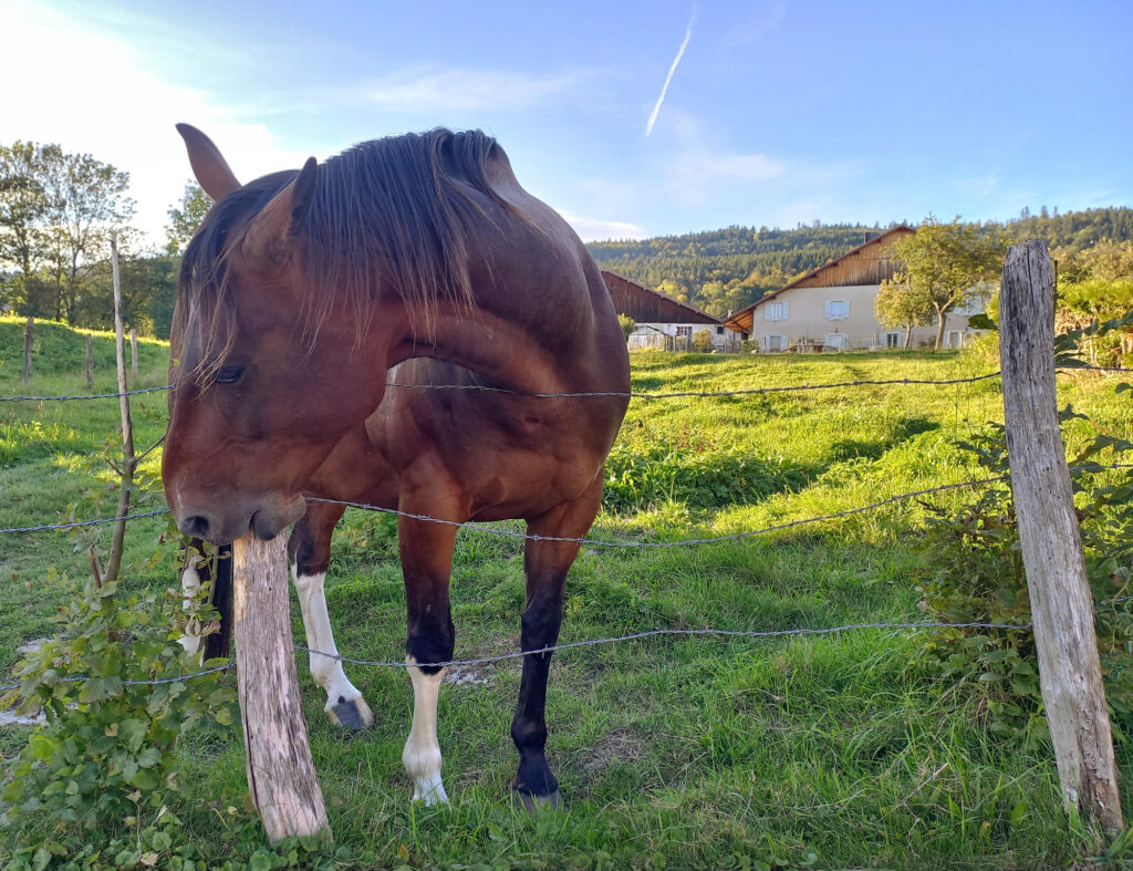 brown horse standing behind a fence in a grassy field in Évillers, France