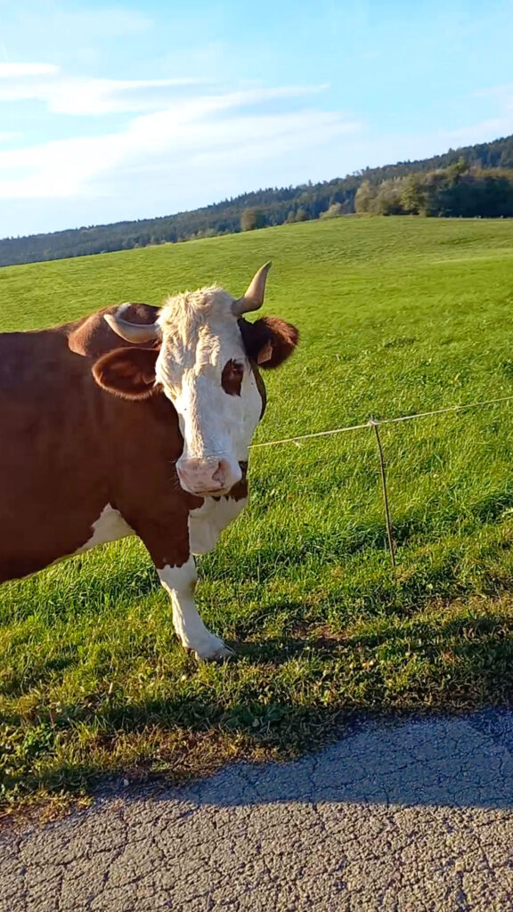 Cow standing just behind a fence beside the road in the Jura region of France during a road bike ride
