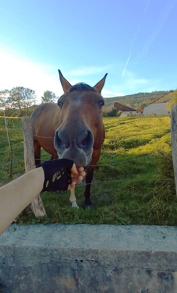 friendly horse stretching its head over a fence beside the road in Évillers, France