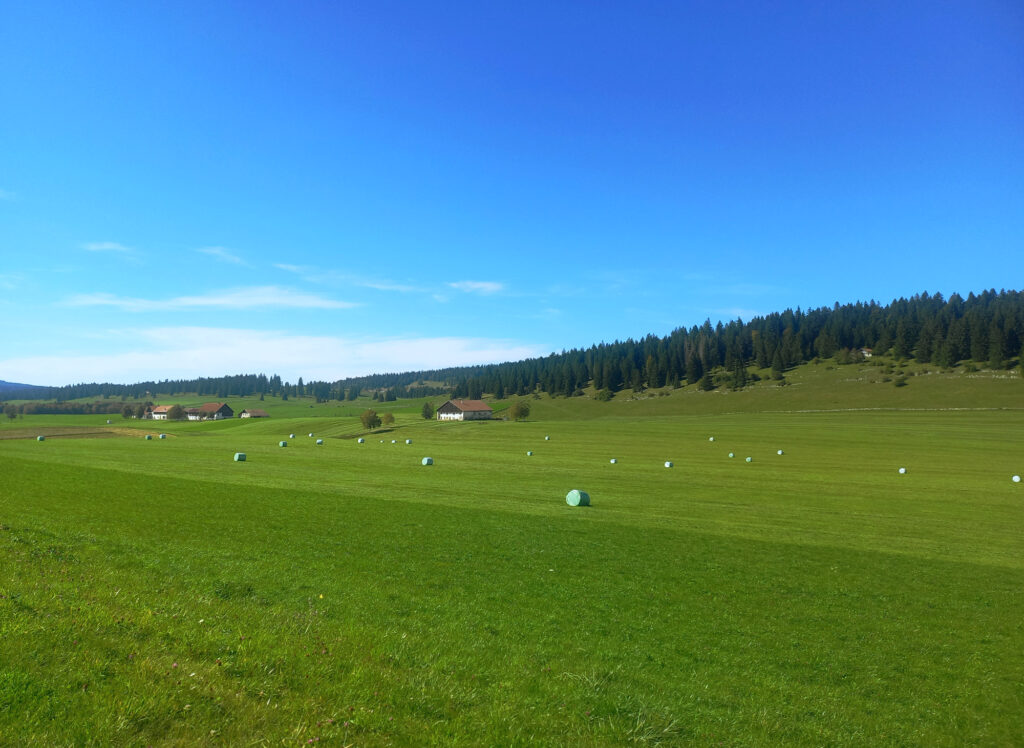 Green meadows in the Jura border region of Switzerland and France