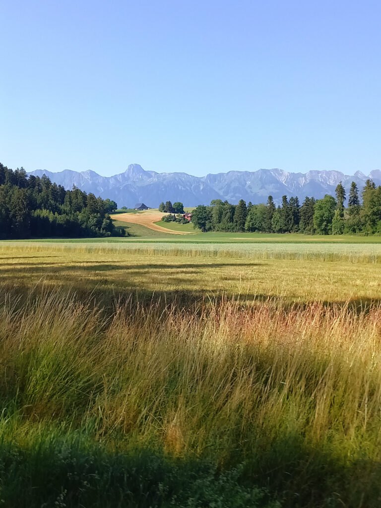 Rural fields with the Swiss Alps in the background near Thun.