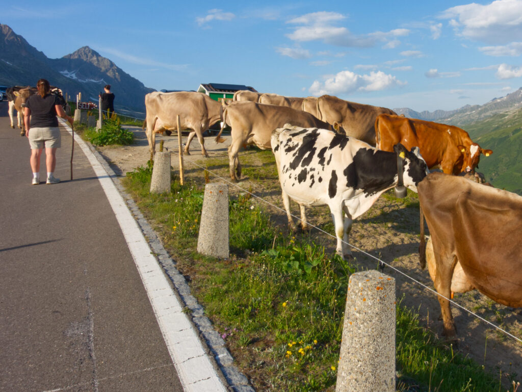 Cows standing on and beside the mountain road to Furka Pass.