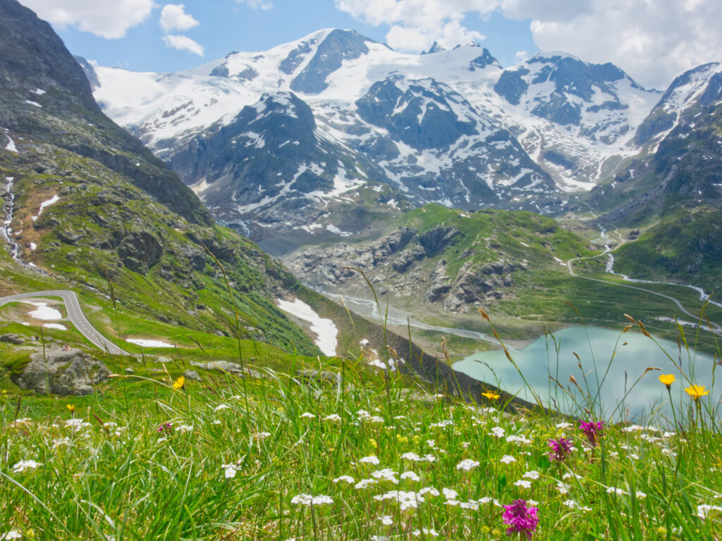 Alpine flowers, a glacial lake and snowy peaks at Susten Pass.